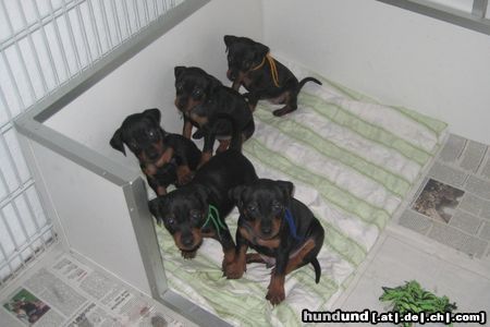 Zwergpinscher Hunde Foto 45388 Zwergpinscher Toni von der Rheinebene und seine Geschwister mit 5 Wochen