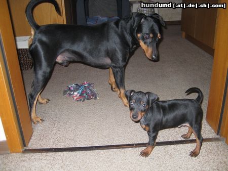 Zwergpinscher Mad Max Lucca und Toni v.d. Rheinebene / Nein, wir haben nichts angestellt :-D