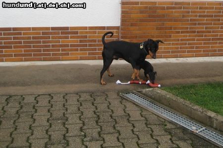 Zwergpinscher Mad Max Lucca und Toni v.d. Rheinebene / Los Lucca spiel mit mir!