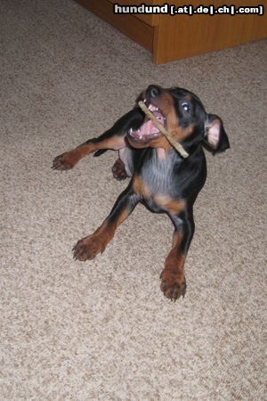 Zwergpinscher Toni von der Rheinebene / Haha, so ne Kaurolle ist doch was Feines!!!