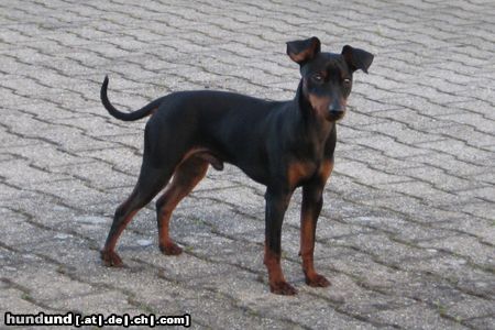 Zwergpinscher Toni von der Rheinebene im Juni 2010