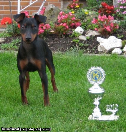 Zwergpinscher Toni v.d. Rheinebene Jahresjüngstensieger 2010