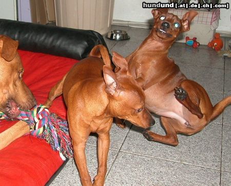 Zwergpinscher Hunde Foto 16566 in höherer Auflösung ansehen Zwergpinscher Vampierpinscher im Spielrausch