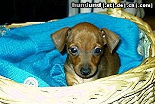 Zwergpinscher Hunde Foto 14988 Zwergpinscher Lacky
