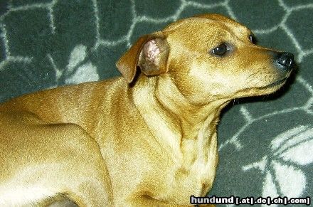 Zwergpinscher Hunde Foto 14797 Zwergpinscher Pepe