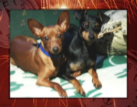 Zwergpinscher Hunde Foto 30106 in höherer Auflösung ansehen Zwergpinscher Ehepaar Emma und Tristan!