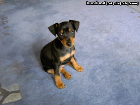 Zwergpinscher Hunde Foto 22326 Zwergpinscher Aik 8 Wochen