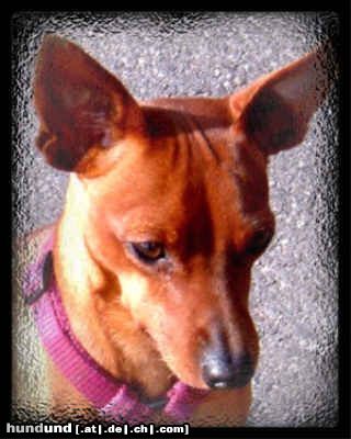 Zwergpinscher Amor 11 monate aus dem kennel vom Reichsgraf zu Herrenheim