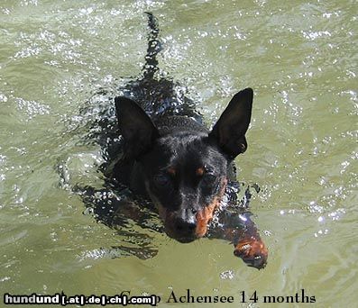 Zwergpinscher Hunde Foto 6795 Zwergpinscher Amor vom Camp Achensee 1 Jahr