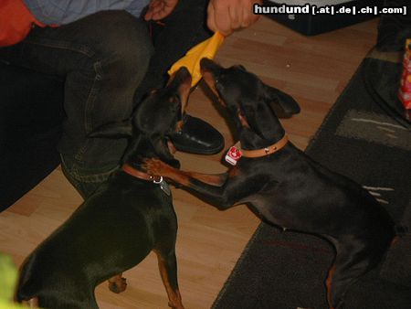 Zwergpinscher Hunde Foto 15471 in höherer Auflösung ansehen Zwergpinscher Lucky und Sunny