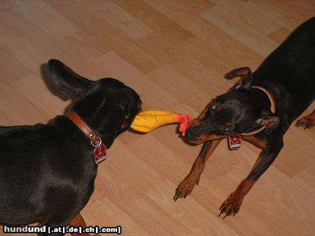 Zwergpinscher Lucky und Sunny