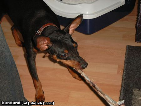 Zwergpinscher Hunde Foto 15470 in höherer Auflösung ansehen Zwergpinscher Lucky