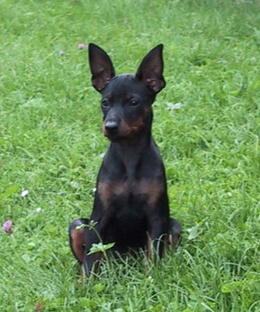 Zwergpinscher Hunde Foto 1637 Zwergpinscher Angel v. Camp Achensee mit 12 Wochen