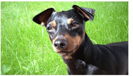 Zwergpinscher Hunde Foto 30384 Zwergpinscher Der Bafi (2 Jahre alt)