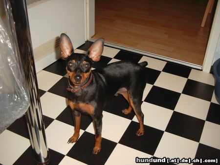 Zwergpinscher Hunde Foto 21527 in höherer Auflösung ansehen Zwergpinscher Lucky