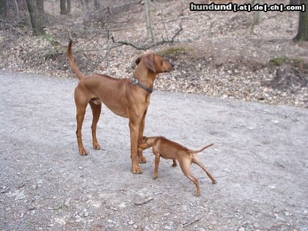 Zwergpinscher Hunde Foto 14780 in höherer Auflösung ansehen Zwergpinscher Cedric mirt einem Ridgeback-Dobermann-Mix