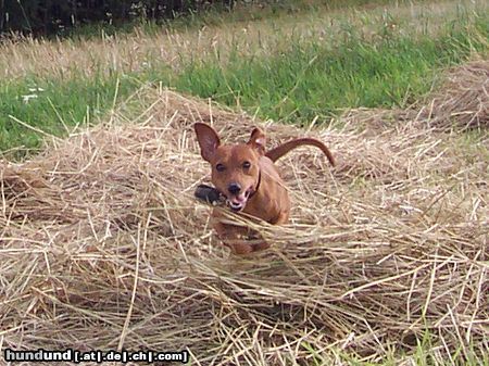 Zwergpinscher Hunde Foto 14781 in höherer Auflösung ansehen Zwergpinscher Cedric vom Hause Leipzig