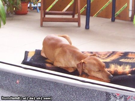 Zwergpinscher Cedric vom Hause Leipzig