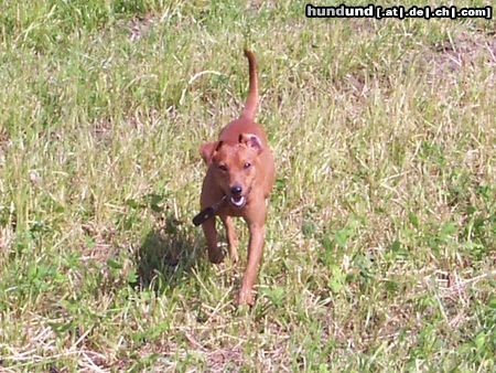 Zwergpinscher Hunde Foto 14785 in höherer Auflösung ansehen Zwergpinscher Cedric vom Hause Leipzig