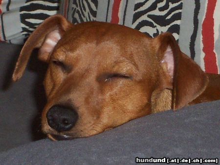 Zwergpinscher Hunde Foto 14782 in höherer Auflösung ansehen Zwergpinscher Cedric vom Hause Leipzig