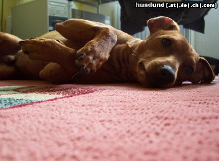 Zwergpinscher Hunde Foto 14783 in höherer Auflösung ansehen Zwergpinscher Cedric vom Hause Leipzig