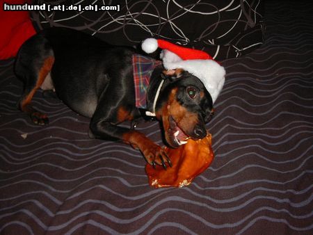 Zwergpinscher Hunde Foto 17340 in höherer Auflösung ansehen Zwergpinscher Sunny Weihnachten´04