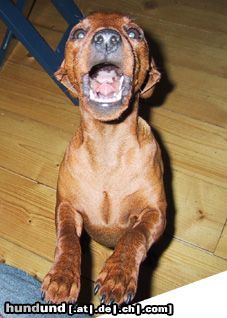 Zwergpinscher Hunde Foto 6798 Zwergpinscher Charlin vom Camp Achensee