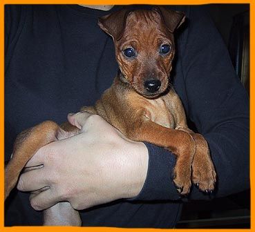 Zwergpinscher Hunde Foto 1625 Zwergpinscher Chaster mit 8 Wochen