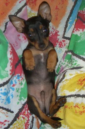 Zwergpinscher Hunde Foto 35330 in höherer Auflösung ansehen Zwergpinscher