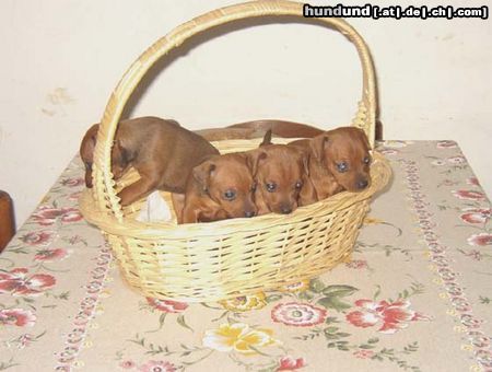 Zwergpinscher allevamento del Serrone