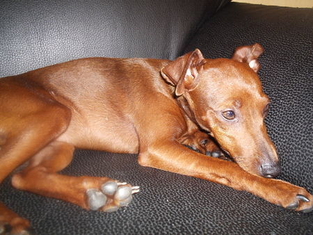 Zwergpinscher Hunde Foto 32606 Zwergpinscher Unsere Daisy