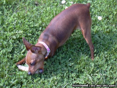 Zwergpinscher Hunde Foto 20628 Zwergpinscher