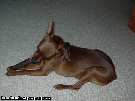Zwergpinscher Hunde Foto 20629 Zwergpinscher hmm schmeckt das gut