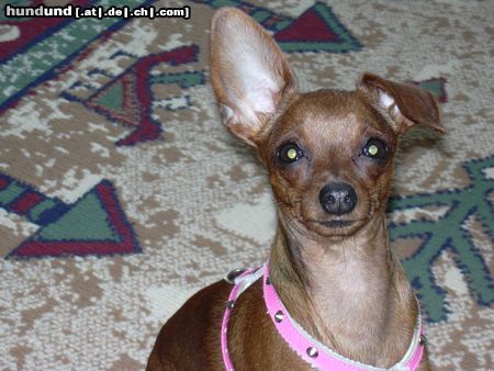 Zwergpinscher Hunde Foto 20630 Zwergpinscher
