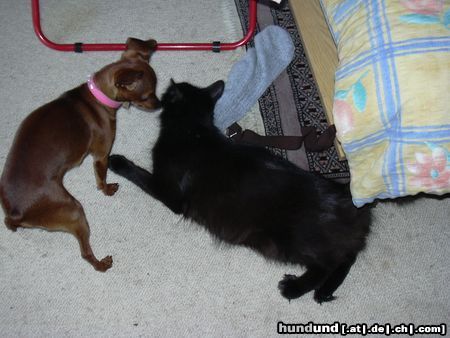 Zwergpinscher Hunde Foto 20627 Zwergpinscher phoebe und ihre lieblings katze