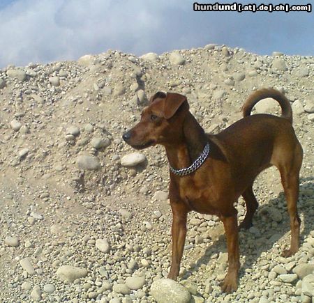Zwergpinscher Hunde Foto 45338 in höherer Auflösung ansehen Zwergpinscher Denver vom Camp Achensee