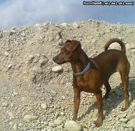 Zwergpinscher Denver vom Camp Achensee