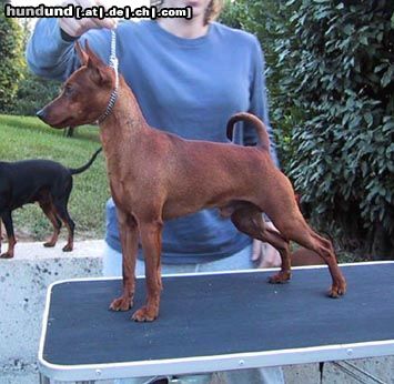 Zwergpinscher Hunde Foto 6550 Zwergpinscher Don vom Camp Achensee 8,5 Monate