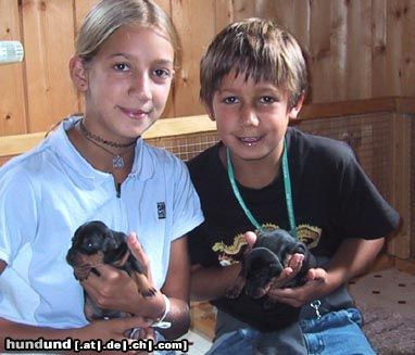 Zwergpinscher Hunde Foto 6800 Zwergpinscher Unser E-Wurf hat Besuch
