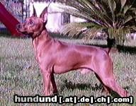 Zwergpinscher cuccioli di 40gg