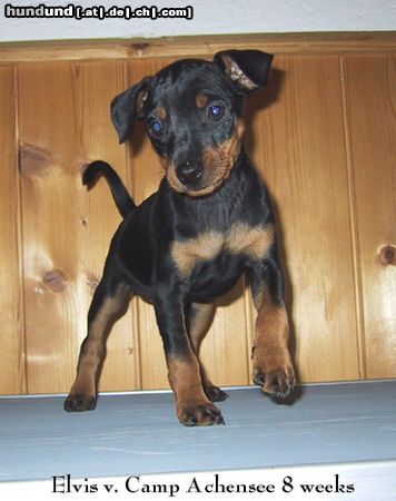 Zwergpinscher Hunde Foto 6799 Zwergpinscher Elvis vom Camp Achensee 8 Wochen
