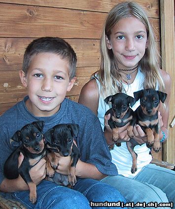 Zwergpinscher Hunde Foto 6813 Zwergpinscher Welpen vom Camp Achensee