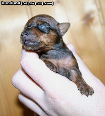 Zwergpinscher Hunde Foto 8031 Zwergpinscher Farah 9 Tage alt