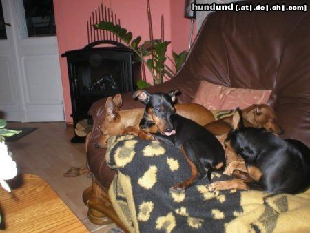Zwergpinscher Hunde Foto 8730 Zwergpinscher Vom Reichsgraf zu Herrenheim daheim