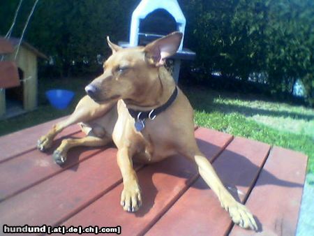Zwergpinscher Hunde Foto 10932 Zwergpinscher Goidi ist ein Reh-Pinscher