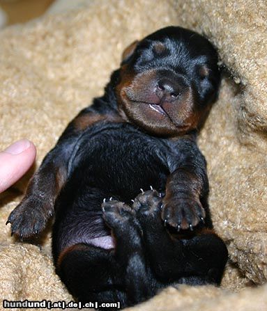 Zwergpinscher Hunde Foto 8029 Zwergpinscher Franklin 5 Tage jung