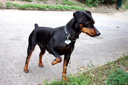 Zwergpinscher Hunde Foto 1337 Zwergpinscher Minipin Afrodithe Golden World - certifikat of canisterapie