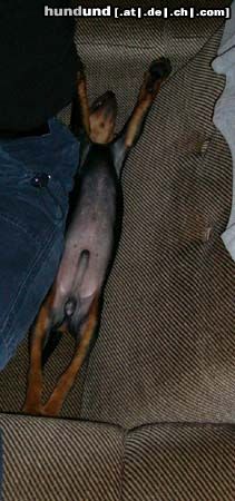Zwergpinscher Hunde Foto 6750 Zwergpinscher Wotan's Schlafgewohnheiten
