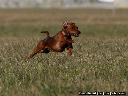 Zwergpinscher Gianna vom Camp Achensee