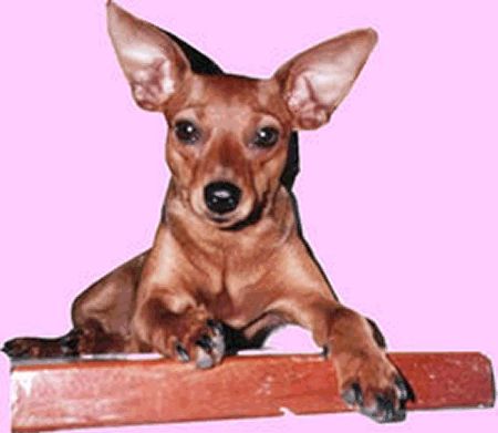 Zwergpinscher Hunde Foto 1837 Zwergpinscher Gloria vom Engelfels aus dem Zp-Kennel vom Reichsgraf zu Herrenheim - Jjsg des PSK 1999 Jsg des PSK 2000 Psk- & ISPU Ksg. PSK- & VDH.Dt. Champion mehr finden Sie unter www.pinscherpost.de